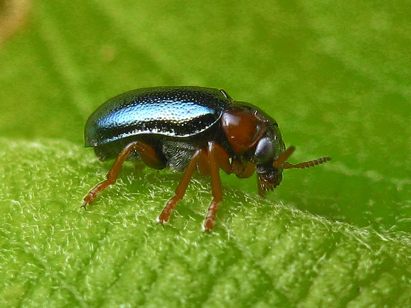 Chrysomelidae: Smaragdina affinis